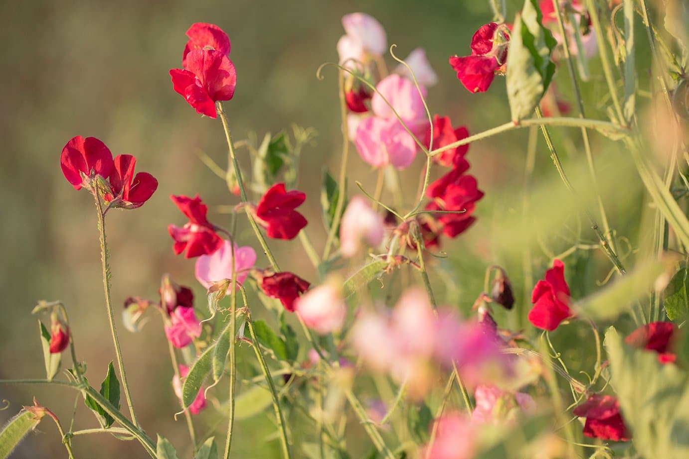 Fleurs rouges dans une prairie.